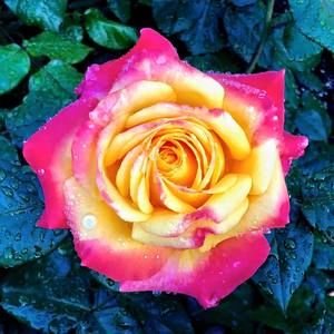 Meet your Posher, Beverly